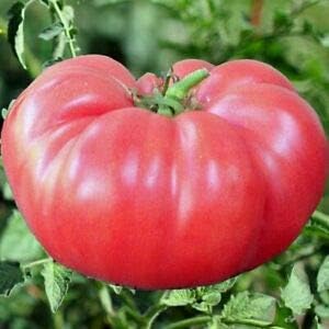Pink Huge Tomato Solanum lycopersicum for planting in urban garden